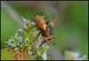 Tachina fera